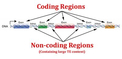 Coding-and-non-coding-regions.jpeg