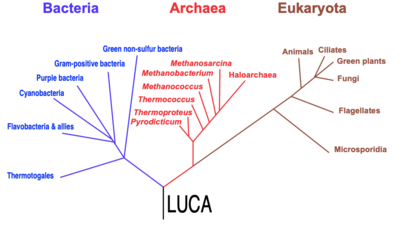 Phylogenetic tree of life 1990 LUCA.png