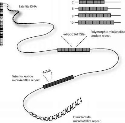 1296 1409 109-satellite-dna.jpg