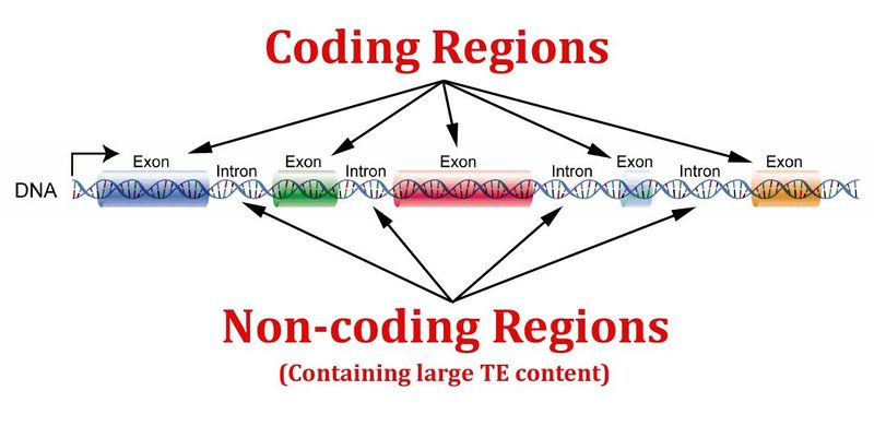 File:Coding-and-non-coding-regions.jpeg