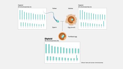 Diploid.jpg