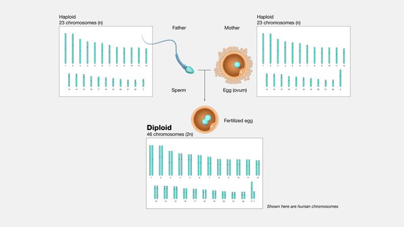 File:Diploid.jpg