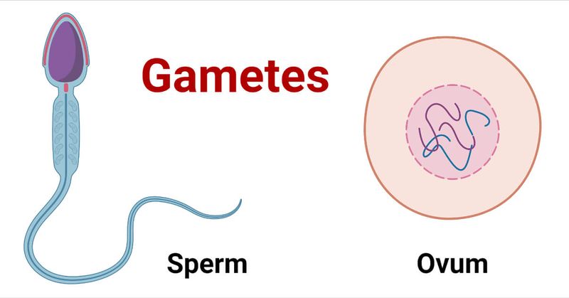 File:Gamete.jpeg